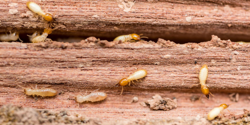 termite control utah