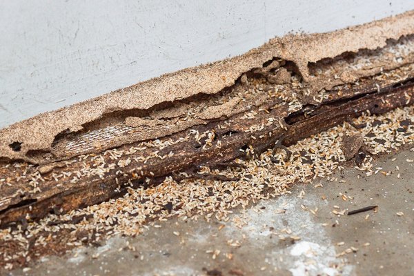Flooring with termite damage.